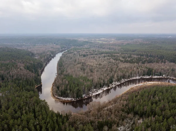 River Winter Forest Green Trees Aerial Drone Image River Gauja — Stock Photo, Image