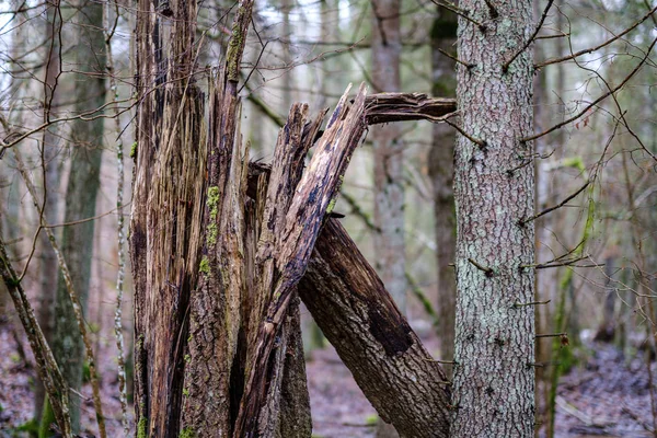 Vecchio Tronco Tronco Albero Rotto Coperto Muschio Nella Foresta Umida — Foto Stock