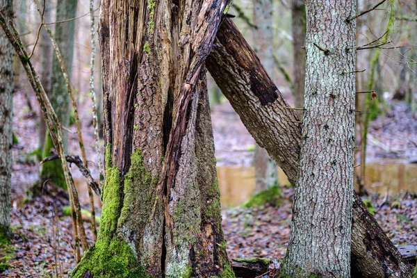 Velho Tronco Árvore Quebrado Toco Coberto Com Musgo Floresta Molhada — Fotografia de Stock