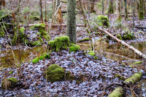 Gammal Trasig Trädstam Stubbe Täckt Med Mossa Våt Skog Hösten — Stockfoto