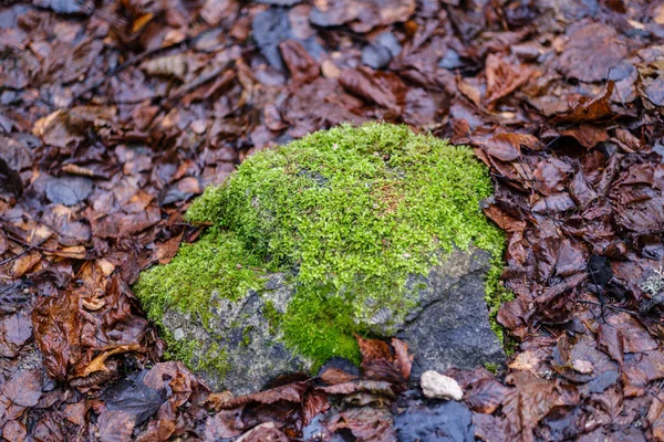 Muschio Coperto Pino Abete Rosso Foresta Scura Inverno Con Neve — Foto Stock