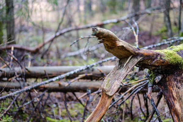Velho Tronco Árvore Quebrado Toco Coberto Com Musgo Floresta Molhada — Fotografia de Stock