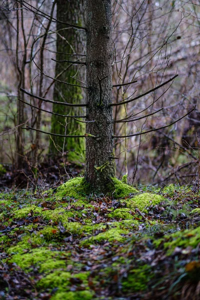 Mossbelagd Tall Och Gran Träd Mörk Skog Vintern Med Några — Stockfoto