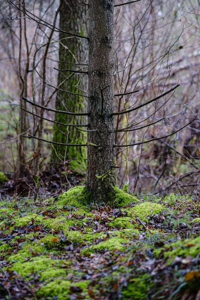 Moos Bedeckte Kiefern Und Fichten Dunklen Wald Winter Mit Etwas — Stockfoto