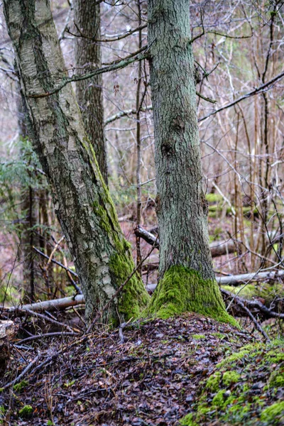Mossbelagd Tall Och Gran Träd Mörk Skog Vintern Med Några — Stockfoto