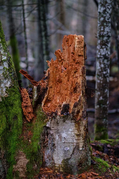 Kırık Ağaç Gövdesi Sonbaharda Nemli Ormanlarda Yosunla Kaplanmış — Stok fotoğraf