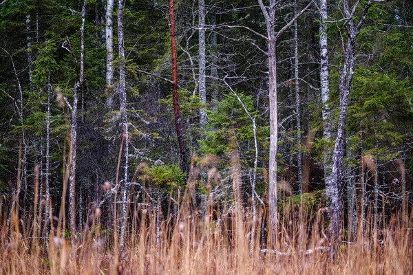 Kmen Stromu Abstraktní Podzim Textura Pozadí Přírody — Stock fotografie