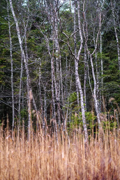 Деревянный Ствол Абстрактный Осенью Текстура Фона Природы — стоковое фото