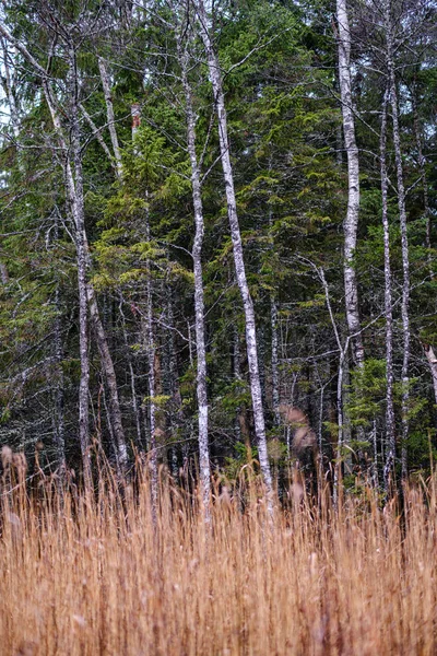 Tronc Arbre Abstrait Automne Texture Fond Nature — Photo