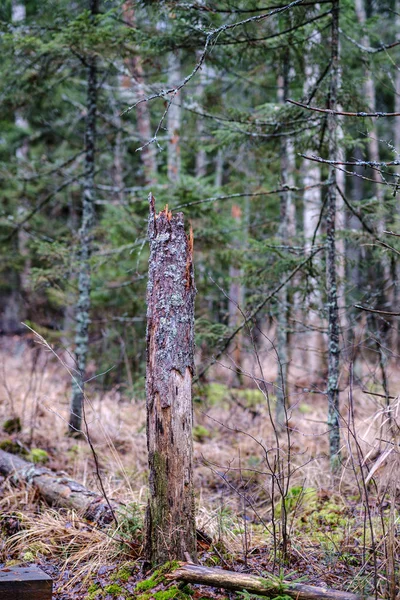 Kmen Stromu Abstraktní Podzim Textura Pozadí Přírody — Stock fotografie