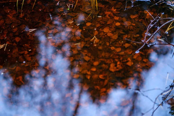 Natur Abstrakt Hösten Med Gamla Blad Vatten Med Reflektioner — Stockfoto