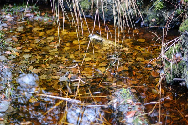 Nature Abstraite Automne Avec Vieilles Feuilles Dans Eau Avec Des — Photo