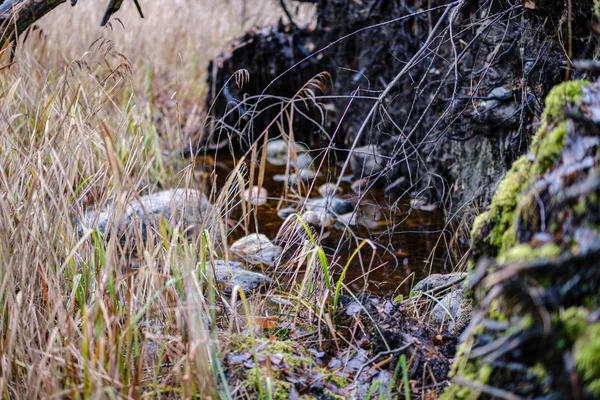 Gamle Knækkede Træstamme Stub Dækket Med Mos Våd Skov Efteråret - Stock-foto