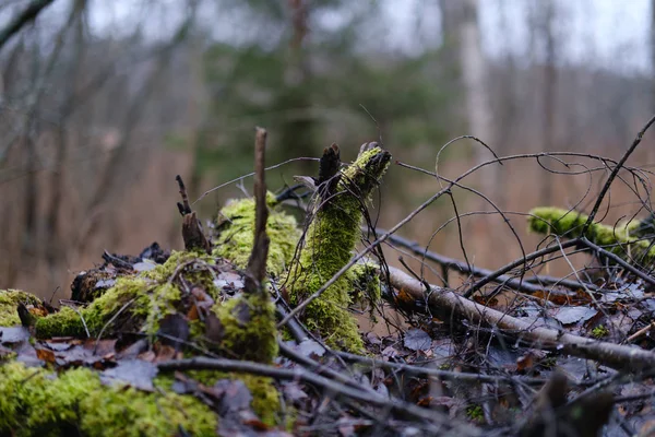 Oude Gebroken Boomstam Stomp Bedekt Met Mos Nat Bos Herfst — Stockfoto