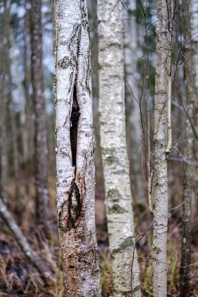 Vecchio Tronco Tronco Albero Rotto Coperto Muschio Nella Foresta Umida — Foto Stock