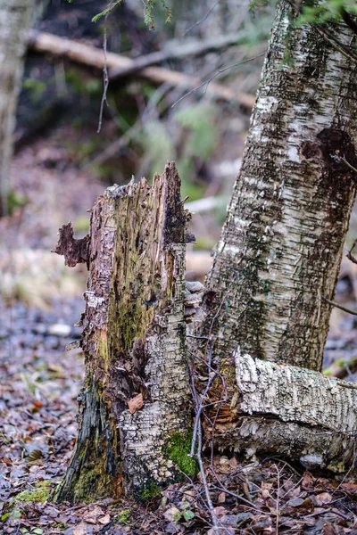 Vieux Tronc Arbre Cassé Souche Couverte Mousse Dans Forêt Humide — Photo