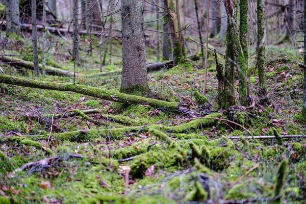 在潮湿的森林里 被苔藓覆盖着的破旧树干残枝 — 图库照片