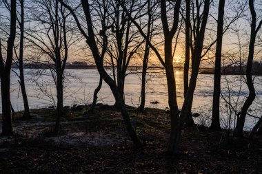 Önünde siyah ağaç gövdesi siluetleri olan gün batımı. sonbahar