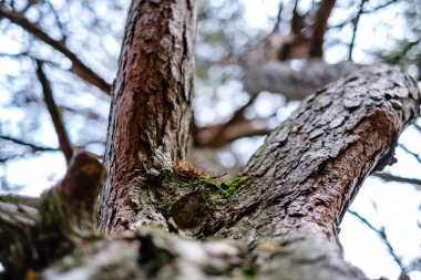 Sonbaharda yapraksız ağaç gövdeleri ve gökyüzüne karşı sığ alan derinliği. Arkaplan bulanık sanatsal
