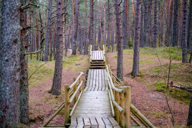 Sonbaharın sonlarında, yağmur sonrası ormanda tahta kaldırım.
