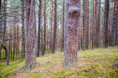 Sonbahar bulutlu bir günde boş çam ağacı ormanı