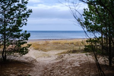 Sonbaharda boş deniz sahilleri, çalılar ve kuru otlar. su perspektifi