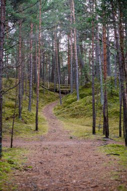 Sonbahar bulutlu bir günde boş çam ağacı ormanı