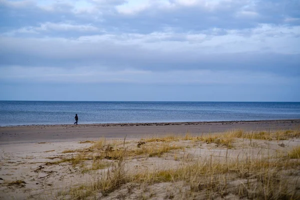 Empty Sea Beach Autumn Some Bushes Dry Grass Water Perspective — 스톡 사진