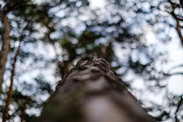 tree trunks in autumn without leaves and shallow depth of field against the sky. blur background artistic