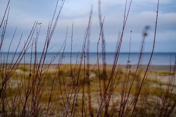 Pusta Plaża Morska Jesienią Krzakami Suchą Trawą Woda Perspektywie — Zdjęcie stockowe