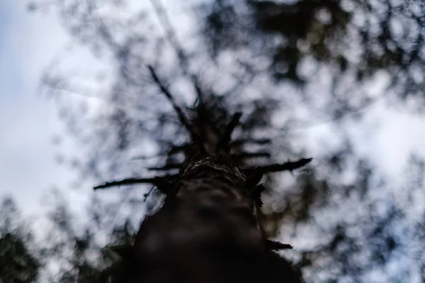 Pnie Drzew Jesienią Bez Liści Płytkiej Głębokości Pola Przed Niebem — Zdjęcie stockowe