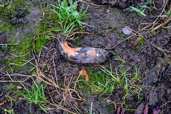 Jardim Tardio Outono Com Legumes Congelados Campo — Fotografia de Stock