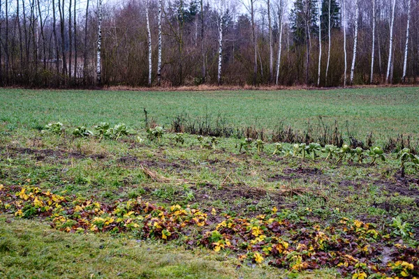 Sonbaharda Tarlada Donmuş Sebzelerle Dolu Bir Bahçe — Stok fotoğraf