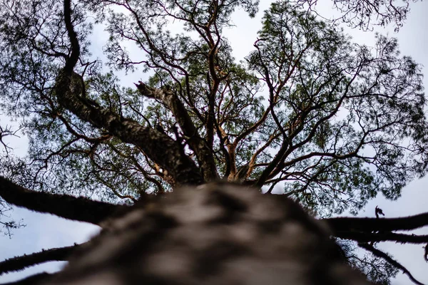 tree trunks in autumn without leaves and shallow depth of field against the sky. blur background artistic