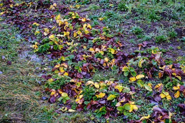 Поздней Осенью Сад Замороженными Овощами Поле — стоковое фото