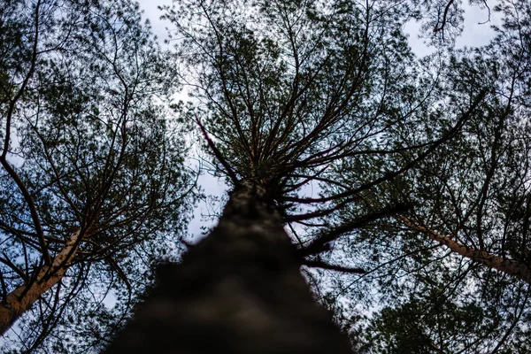 tree trunks in autumn without leaves and shallow depth of field against the sky. blur background artistic