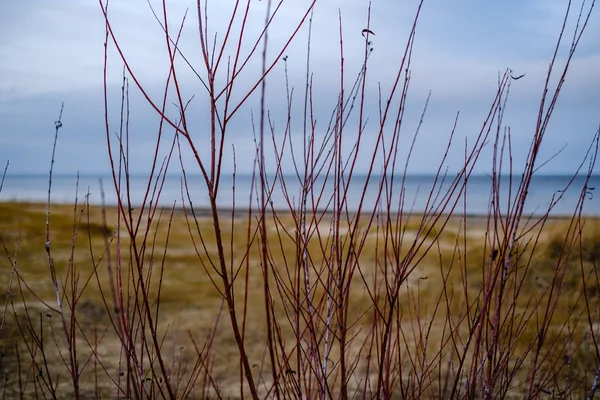 いくつかの茂みと乾燥した草で秋の空の海のビーチ 水というのは — ストック写真