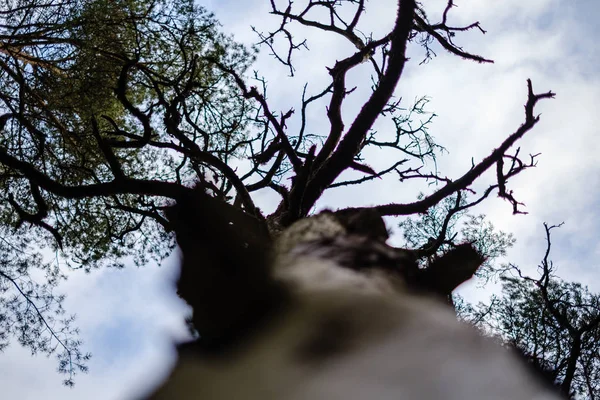 Troncos Árboles Otoño Sin Hojas Poca Profundidad Campo Contra Cielo — Foto de Stock