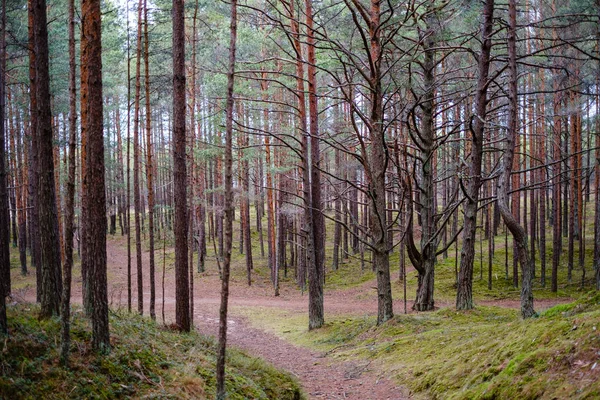 Empty Pine Tree Forest Late Autumn Cloudy Day — Stock Photo, Image