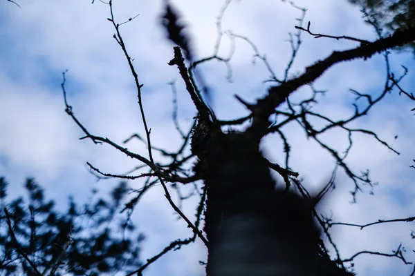 Kmeny Stromů Podzim Bez Listí Mělké Hloubky Pole Proti Obloze — Stock fotografie