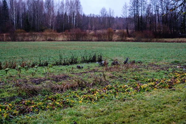 Późnym Ogrodem Jesienią Mrożonymi Warzywami Polu — Zdjęcie stockowe