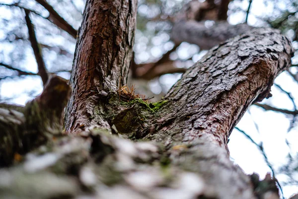 Kmeny Stromů Podzim Bez Listí Mělké Hloubky Pole Proti Obloze — Stock fotografie