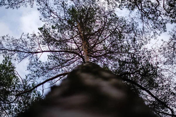 tree trunks in autumn without leaves and shallow depth of field against the sky. blur background artistic