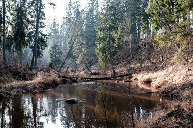 Sonbaharda ormandaki pitoresk nehir. Vahşi doğa, insan yok ve yaşlı kuru ağaç gövdeleri nehre düşmüş. Letonya 'da toplumdan izole edilmiş