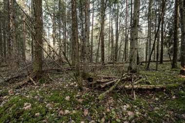 Yeşil yosunları ve yürüyüş yolları olan yeşil orman parkı.