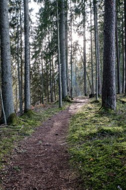 Yeşil yosunları ve yürüyüş yolları olan yeşil orman parkı.