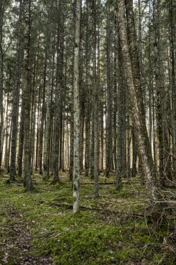 Yeşil yosunları ve yürüyüş yolları olan yeşil orman parkı.