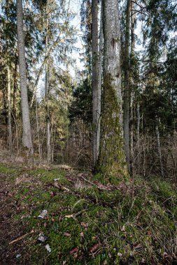 Yaşlı kuru ağaç gövdesi ormanda yatıyor. Topraktaki kırık odunlar Keşiş kuşların yaşayacağı bir yer.