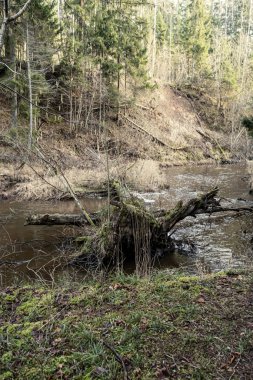 Sonbaharda ormandaki pitoresk nehir. Vahşi doğa, insan yok ve yaşlı kuru ağaç gövdeleri nehre düşmüş. Letonya 'da toplumdan izole edilmiş