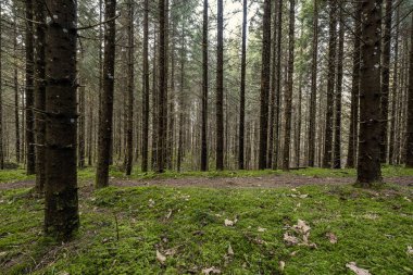 Yeşil yosunları ve yürüyüş yolları olan yeşil orman parkı.